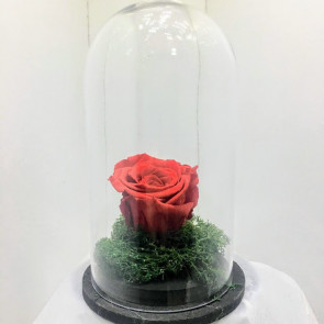 Solmaya Gül Siparişi Gönder