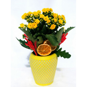 Linda Kalancuha (Sarı Kalancuha)