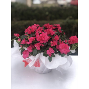 Saksı Çiçeği Siparişi AÇELYA
