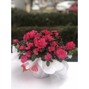 Saksı Çiçeği Siparişi AÇELYA