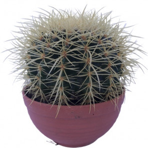 Prensesim, Canlı Kaktüs