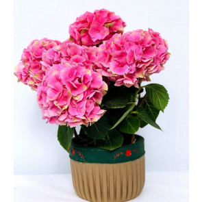 Dekoratif Vazoda Pembe Ortanca (Hydrangea)