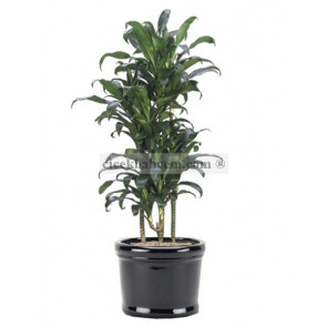 Saksı Çiçek Dracaena Koyu Yeşil