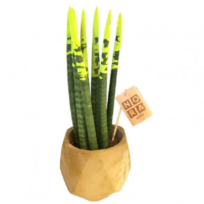 Sansevieria Özel Sakıda.