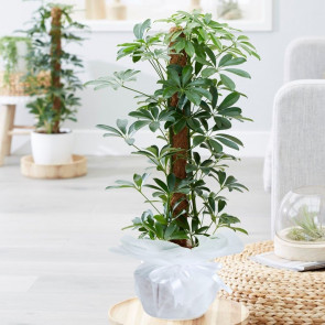 Schefflera (Şeflera) Çiçeği