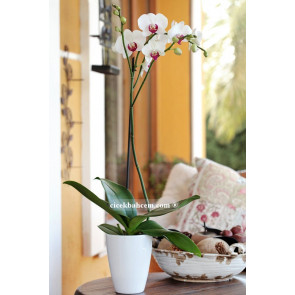 Tek Dal Beyaz, Lily Orkide Ankara Orkide