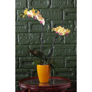 Çift Dal Sarı, Sun Set Orkide