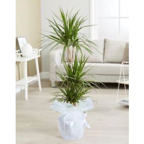 Üçlü Dracena Saksı Çiçeği
