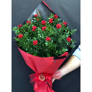 Kokina Yılbaşı Çiçeği