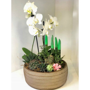 Sonsuz Aşk Çiçeği