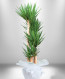 5 li Yucca Saksı Çiçeği