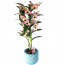 Dendrobium Orkide Kaliteli