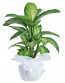 Orta Boy Dieffenbachia Tropik Saksı Çiçeği