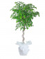 Ficus Petate Saksı Çiçeği