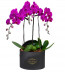 Yuvarlak Kutuda 4 Dal Mor Orkide