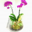 Mini Mor Orkide ve Teraryum Bir Arada Sunumu