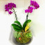 Mini Mor Orkide ve Teraryum Bir Arada Sunumu