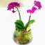 Mini Mor Orkide ve Teraryum Bir Arada Sunumu