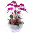 Özel Vazo İçine 7 Adet Pembe Orkide Aranjmanı 