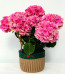 Dekoratif Vazoda Pembe Ortanca (Hydrangea)