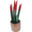 Sansevieria Özel Sakısı Çiçeği.