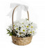 Graceful White Chrysanthemum Arrangement