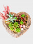 Kalp Succulent Tanzim