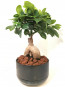 Siyah Saksıda Ficus Bonsai