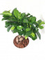 Beyaz Saksı İçerisinde Ficus Bonsai