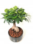 Siyah Saksıda Ficus Bonsai