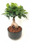 Siyah Saksıda Ficus Bonsai
